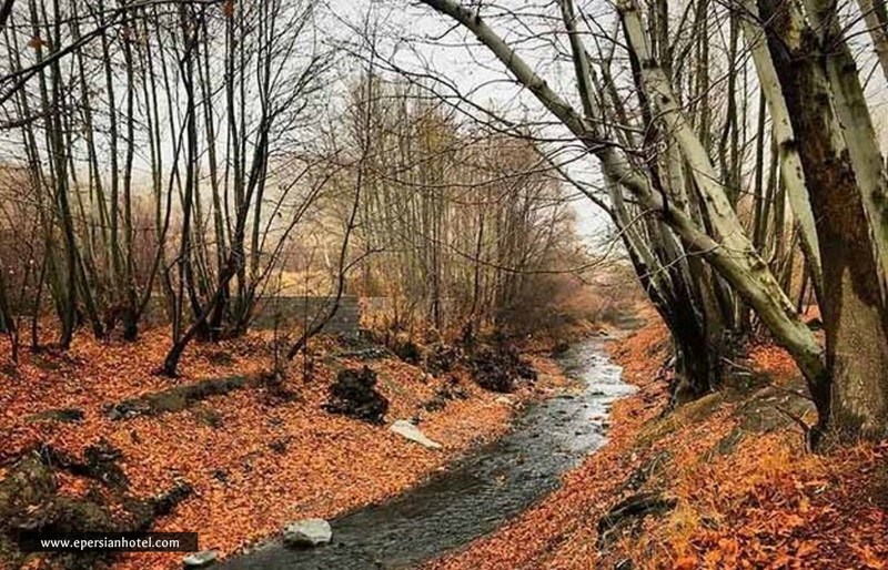 جنگل جیغ مشهد در پاییز